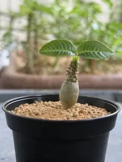 激レア/塊根植物】アデニア ペナンギアナ 鉢植え C-3 - メルカリ