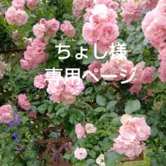 ちょし様専用ページ