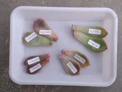 ☆ホワイトパール等　葉挿し用葉っぱ　4種8枚　フードパック　第4種発送のサムネイル