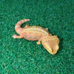フトアゴヒゲトカゲ カプセルトイ