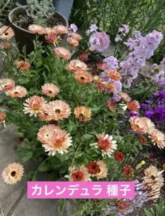 2025年最新】矢車草 苗の人気アイテム - メルカリ