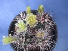 2026年最新】実生苗の人気アイテム - メルカリ