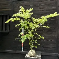 山採り天然 貴重 オオモミジ 本株立ち - メルカリ