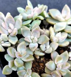 サクラボタン②　抜き苗　鉢の中全部！　多肉植物　桜牡丹　ゴースティ　ピンクのサムネイル