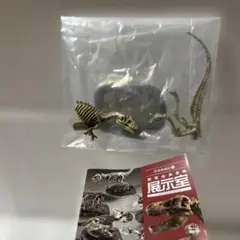 恐竜全身骨格展示室 アロサウルス ナチュラルカラー