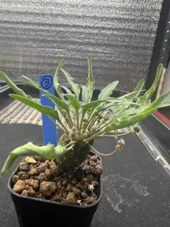 レア実生多頭！　モンテイロイ　柳葉キリン　ユーフォルビア　多肉植物　塊根植物 レア実生多頭！ モンテイロイ 柳葉キリン ユーフォルビア 多肉植物