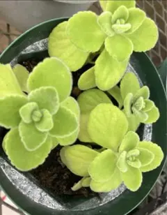 アロマティカス 根付き　抜き苗　3本