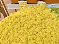 もち米様 リクエスト 2点 まとめ商品