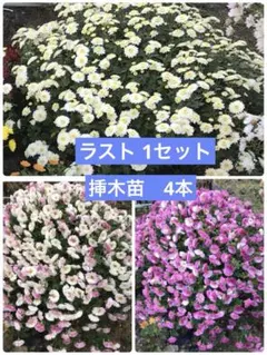 ざる菊(白)挿木苗 4本のサムネイル