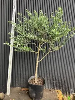 希少　オリーブ　オリーブの木　カヨンヌ　７号　鉢下から高さおよそ90cm 希少 オリーブ オリーブの木 カヨンヌ 7号 鉢下から高さおよそ90cm 希少