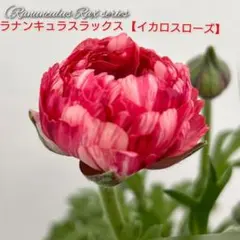 ako325ラナンキュラスラックス♡イカロス他計8点♡メルカリ便 2026年最新】ラナンキュラスイカロスの人気アイテム - メルカリ