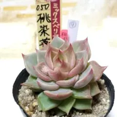 2026年最新】ミックスベリア 桃染華の人気アイテム - メルカリ