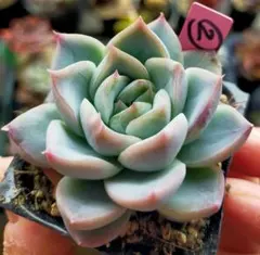 2026年最新】beehouse多肉 beehouseの人気アイテム - メルカリ