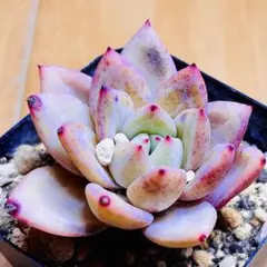 ❣️〇〇❣️現品 エケベリア 寄せ植え 多肉弁当 多肉植物 - メルカリ