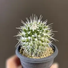 2026年最新】マミラリアの人気アイテム - メルカリ