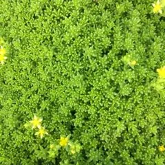 セダム　森村万年草１パック分　カット苗　多肉植物