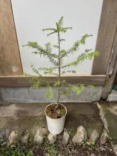 Marot 一年生苗 結実確認済 イチジク - メルカリ