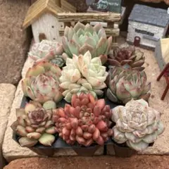 Lear^_−☆リア様 リクエスト 2点 まとめ商品