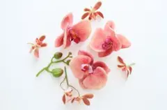 【訳あり】ピーチ胡蝶蘭のヘアパーツセット　結婚式　前撮り　和装へあ　コチョウラン