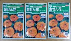 サカタのタネ 金せん花 (カレンジュラ) シトラスミックス 3袋セットのサムネイル