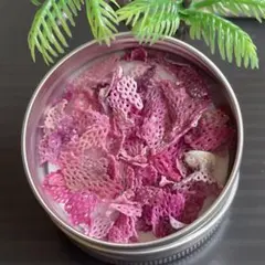 ✴︎貝殻詰合せ（ピンクアミコケムシ）✴︎135