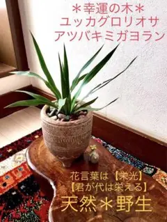 2025年最新】アツバキミガヨランの人気アイテム - メルカリ