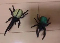美品　アニア　ヘラクレスオオカブト、コーカサスオオカブト