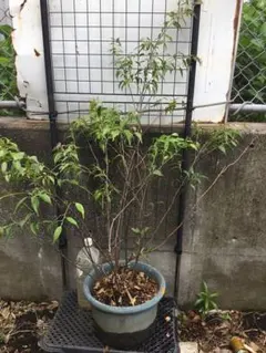 沈丁花 白 90センチ - メルカリ