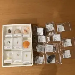 2026年最新】法螺貝標本の人気アイテム - メルカリ