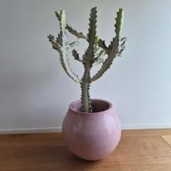 2026年最新】ユーフォルビアホワイトゴーストの人気アイテム - メルカリ