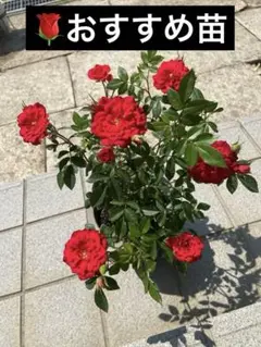 赤ミニ薔薇苗のサムネイル