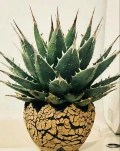 2025年最新】アガベ胴切り株の人気アイテム - メルカリ