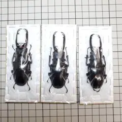 ギラファノコギリクワガタ ケイスケ フローレス島 飼育品 3♂ 昆虫標本