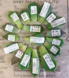 さしみ様 リクエスト 2点 まとめ商品