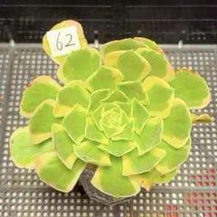 63#観葉植物アエオニウム錦❤️富士雪錦❤️1大頭13cm カット苗 - メルカリ