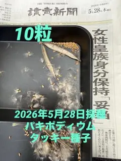 2026年 5/23 パキポディウムタッキー種子 b1 10粒 2026年最新】パキポディウム タッキーの人気アイテム - メルカリ