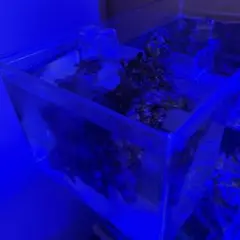 2026年最新】ライブロック 水槽用の人気アイテム - メルカリ