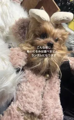 マイペットオーダーメイド マスコット制作のサムネイル