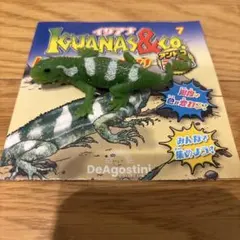 アンドコ ヒロオビフィジーイグアナ