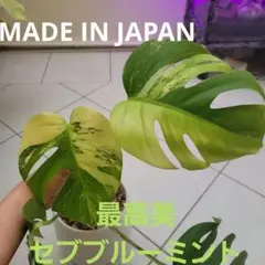 斑入りモンステラ☆希少高級品最高セブブルーミントドリルつきトップカット 緑斑がとても綺麗なモンステラセブブルーミント - 私のモンステラ