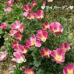 DiDi様 リクエスト 2点 まとめ商品