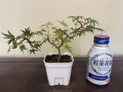 B216 有明もみじ 希少 有明紅葉 盆栽 - メルカリ