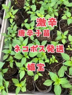 激辛唐辛子苗「美馬(みま)から唐辛子」希少品種 3本 抜き苗 ポスト投函
