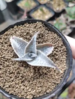 2026年最新】品種名：ブロメリア・ディッキア 観葉植物 ブロメリア
