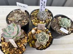 多肉植物　エケベリア　寄せ植え　抜き苗　シルエット　ギロ✖️レッドミニマ