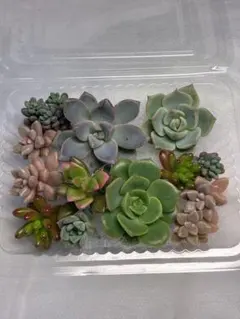 多肉植物　【牡丹3種カット苗】 詰め合わせのサムネイル