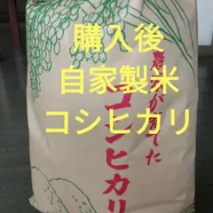 R7年 長野県産コシヒカリ 白米箱込み5キロ はざかけ米 天日干し 生産者