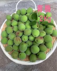 鶯宿梅】青梅 2キロ 鹿児島産 M〜L混合 冷蔵便 栽培期間中農薬不使用