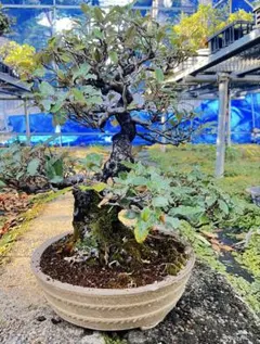 深山かいどう現品一点物 海棠カイドウmiyamakaidou bonsai - メルカリ