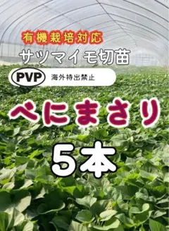 Toku O様 リクエスト 2点 まとめ商品